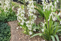 Spanish Whitebells Bulbs – Hyacinthoides hispanica, White Bell-Shaped Flowers, Perennial Garden Bulb for Borders & Beds
