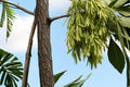 Arizona Ash Tree Seeds – Fraxinus velutina, Deciduous Shade Tree with Green Foliage, Drought Tolerant, Landscape, Garden, Outdoor Plant