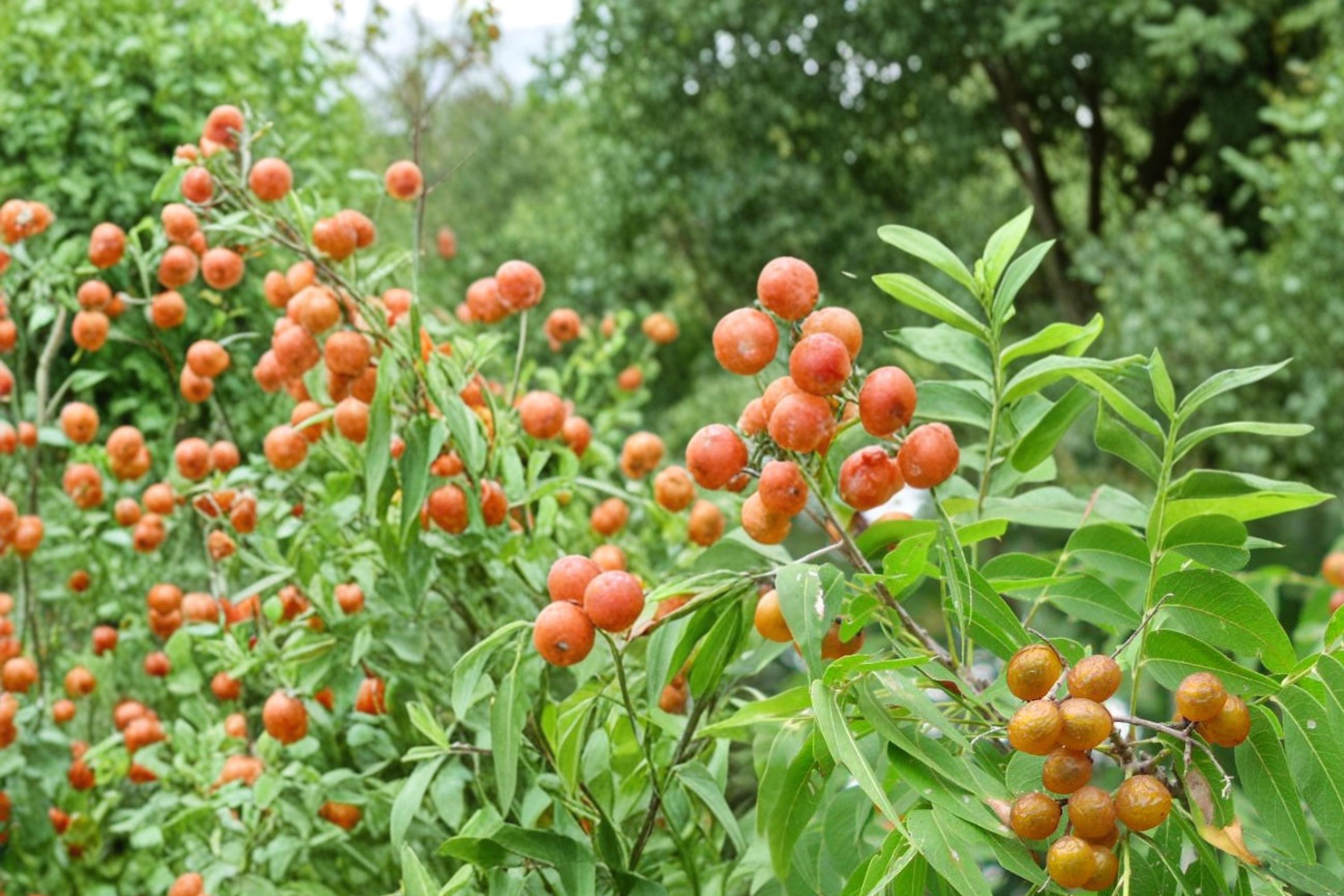Soapberry Tree Seeds – Sapindus saponaria, Ornamental Deciduous Tree with Round Berries for Warm Climates