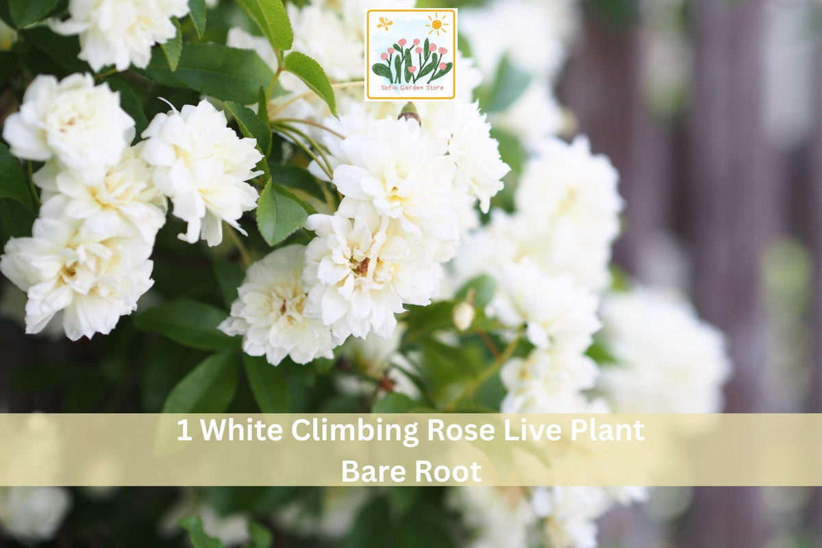 White Climbing Rose Bare Root Plant – 2-3 Ft Flowering Climbing Shrub Rosa spp. for Garden Trellis, Fence, Wall