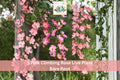 Pink Climbing Rose Bare Root Plant – 1-2 Ft Flowering Garden Vine with Soft Pink Blooms, Climbing Rose Rosa spp.