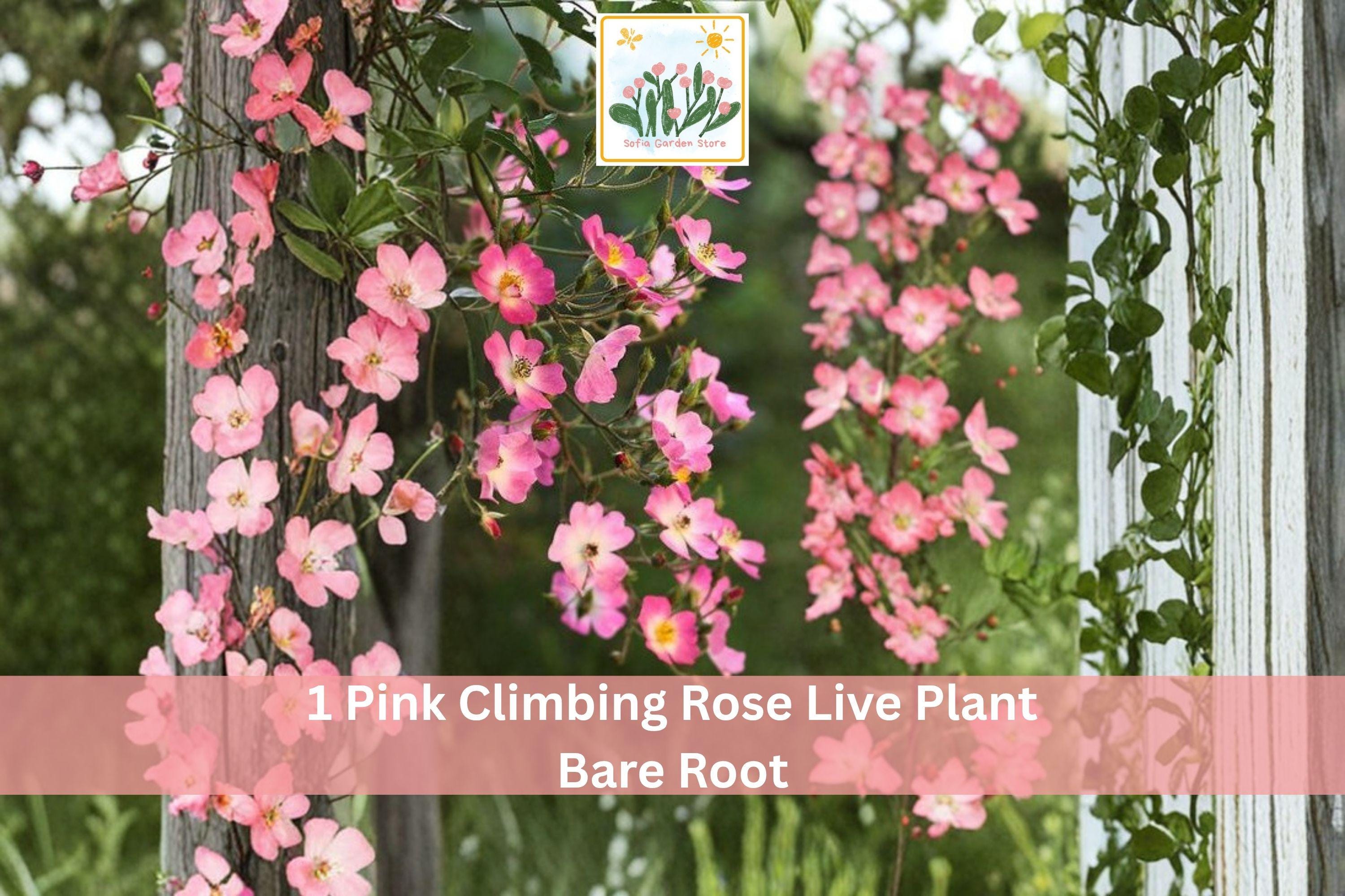 Pink Climbing Rose Bare Root Plant – 1-2 Ft Flowering Garden Vine with Soft Pink Blooms, Climbing Rose Rosa spp.
