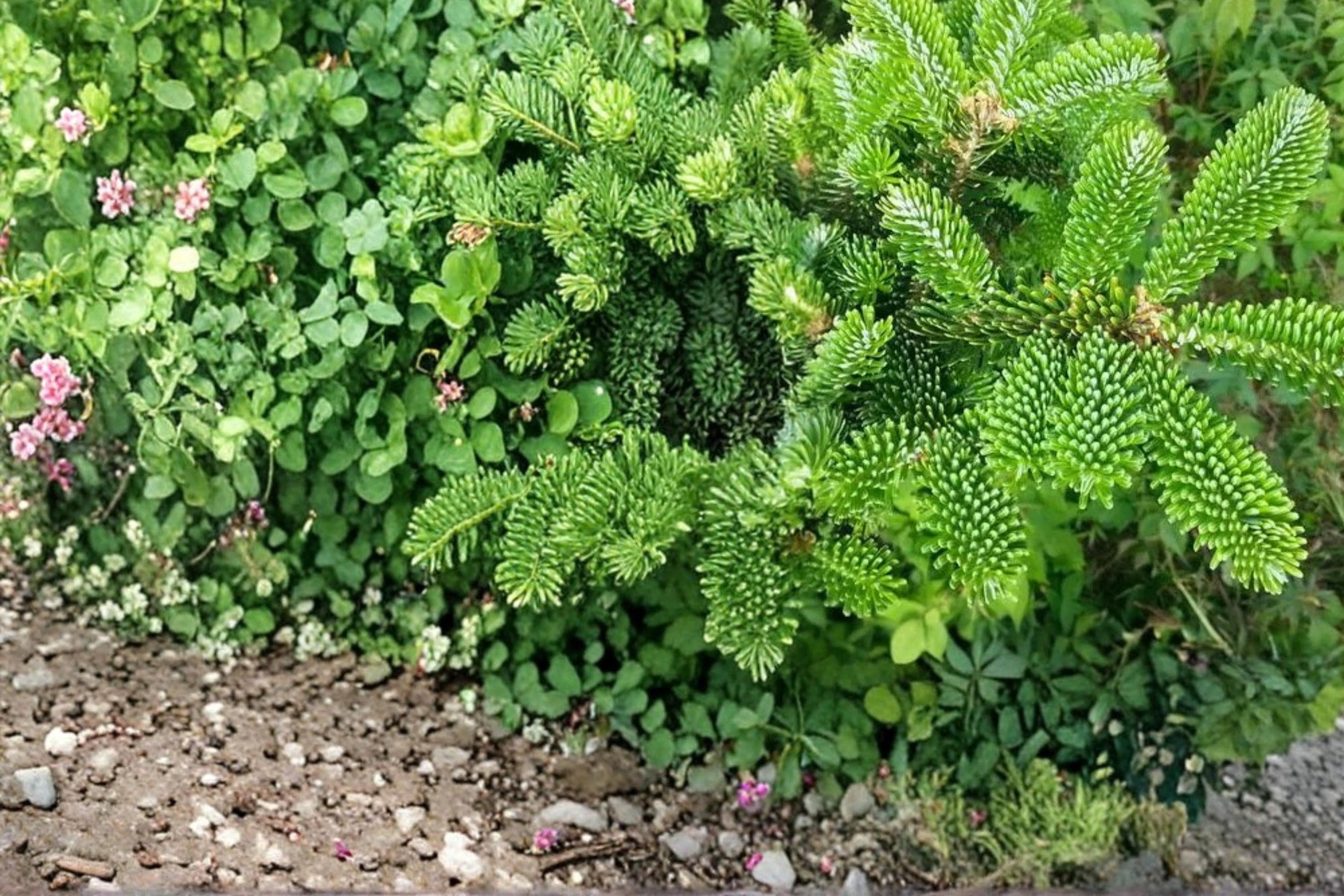 Fraser Fir Tree Seeds – Abies fraseri – Evergreen Conifer with Dense Needles & Conical Shape