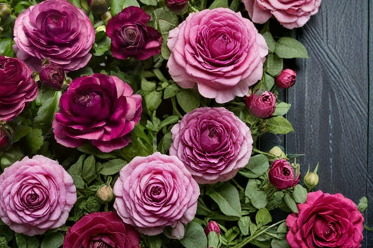Purple Ranunculus Bulbs – Ranunculus asiaticus, Perennial Flowering Bulb with Layered Purple Blooms for Garden Beds and Borders