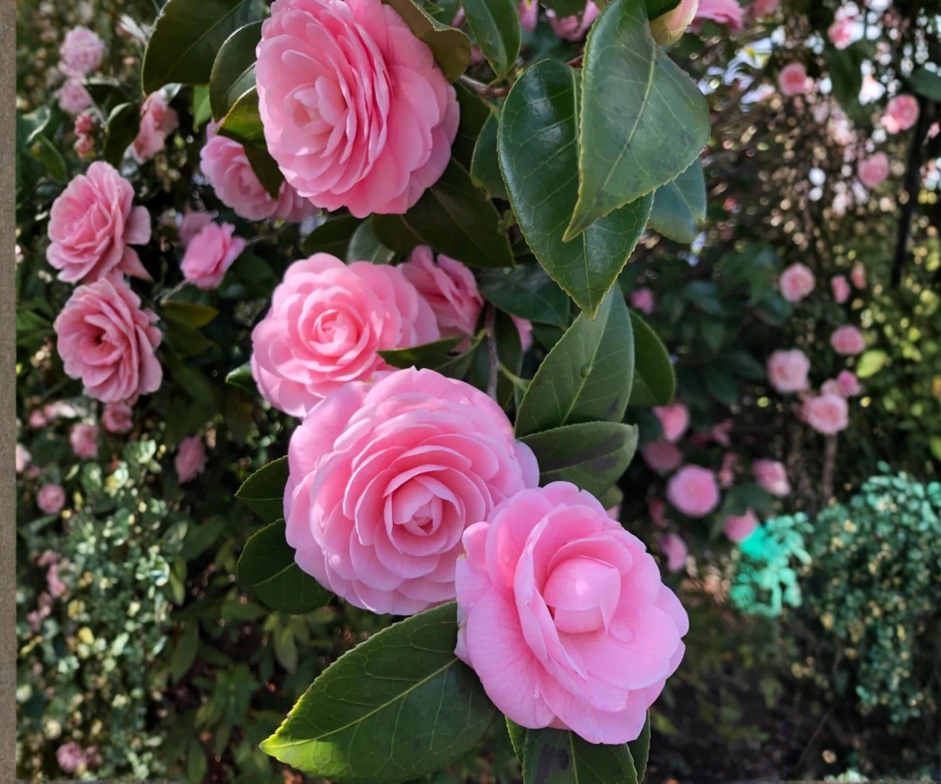 Pink Perfection Camellia Japonica Live Starter Plant – Evergreen Flowering Shrub for Garden, Hedges & Containers