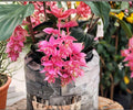 Medinilla Magnifica Pink Chandelier - Tropical Indoor Flowering Houseplant Starter, Exotic Cascading Pink Blooms