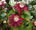 Lady Margaret Passion Flower Vine Live Starter Plant, Red Burgundy Climbing Tropical Passiflora, Vining Garden Plant