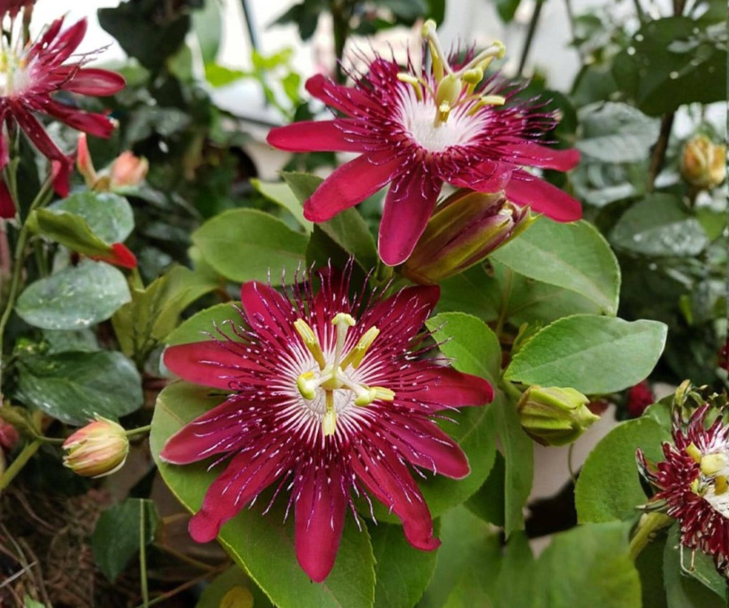 Lady Margaret Passion Flower Vine Live Starter Plant, Red Burgundy Climbing Tropical Passiflora, Vining Garden Plant