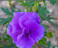 Blue Hibiscus Live Starter Plant - Alyogyne huegelii Purple Flowering Shrub for Garden, Container, Landscape