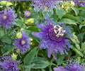 Maypop Passionflower Vine Live Starter Plant, Climbing Passiflora Incarnata, Edible Fruit, Purple Flowers, Hardy Climber