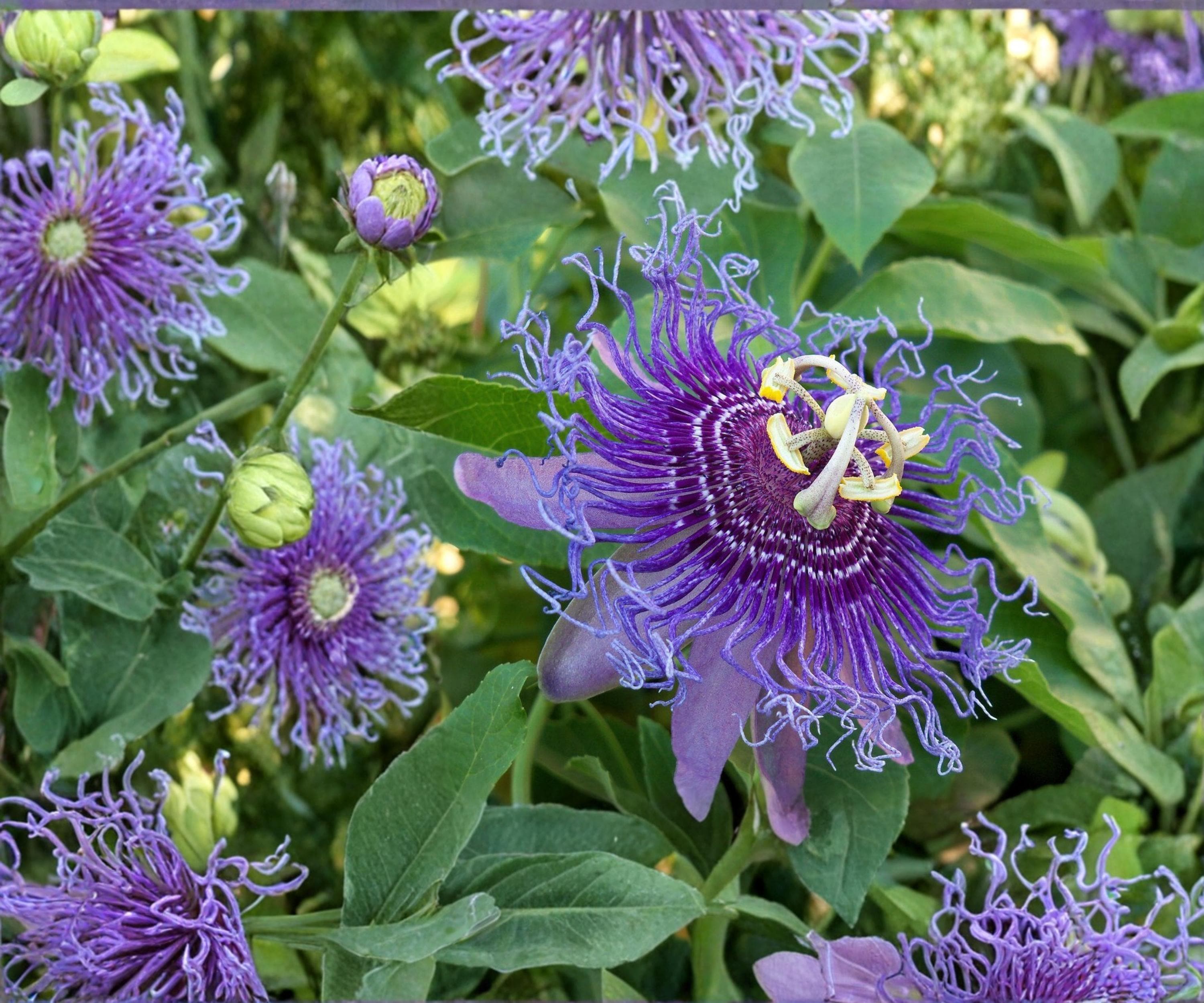 Maypop Passionflower Vine Live Starter Plant, Climbing Passiflora Incarnata, Edible Fruit, Purple Flowers, Hardy Climber