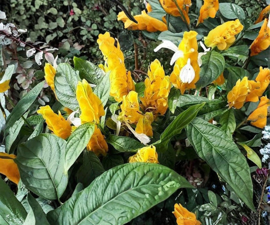 Golden Shrimp Plant Starter - Justicia brandegeana Tropical Yellow Flower Indoor Outdoor Plant