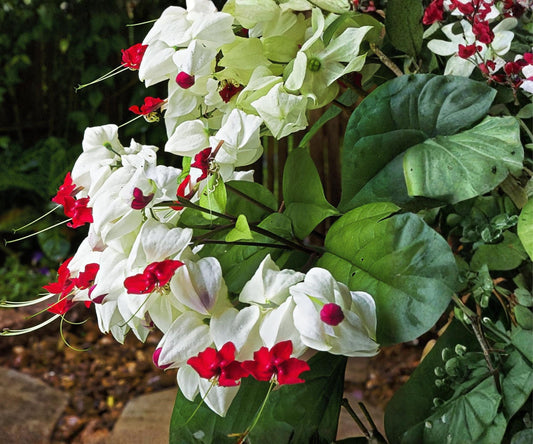 Bleeding Heart Vine Live Starter Plant – Clerodendrum thomsoniae Red & White Tropical Climbing Vine