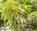 Jamaican Cherry Tree Live Starter Plant – Tropical Edible Fruit Muntingia calabura, Small Green Foliage