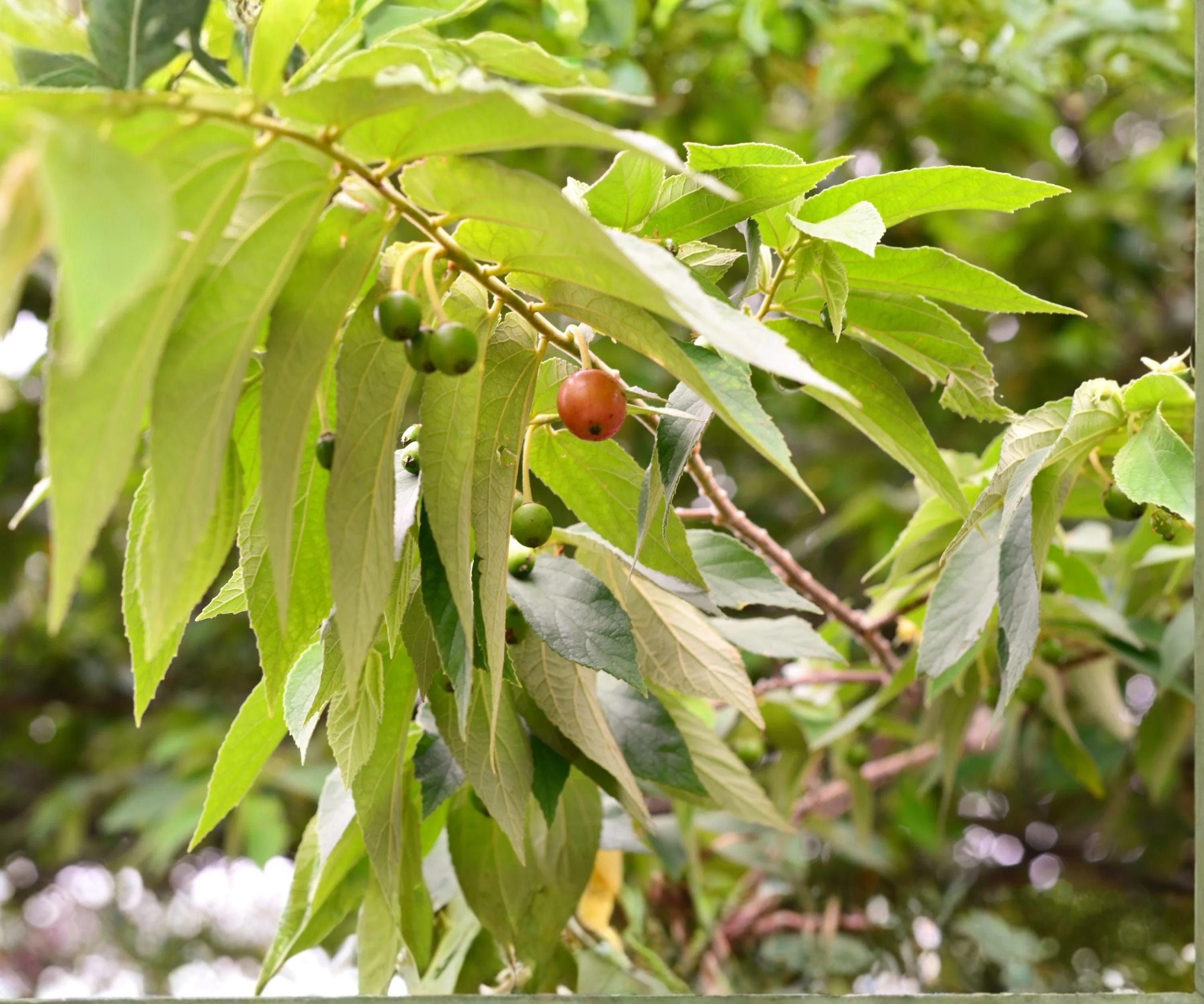 Jamaican Cherry Tree Live Starter Plant – Tropical Edible Fruit Muntingia calabura, Small Green Foliage