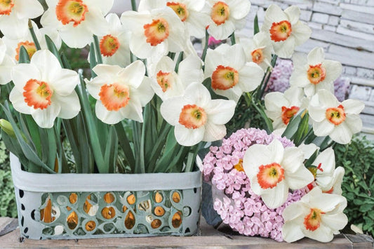 Pink Charm Daffodil Bulbs – Narcissus perennials, spring flowering bulbs, pink cup with white petals, outdoor garden planting