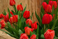 Red Tulip Bulbs – Tulipa Perennial Spring Flower Bulbs for Garden Beds & Containers