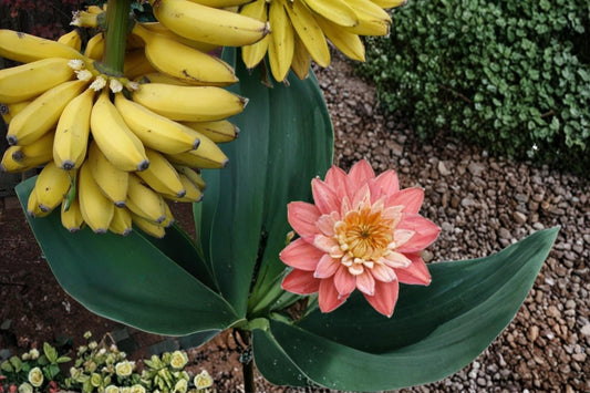 Banana Seeds – Musa Tropical Fruit Plant with Large Green Foliage for Warm Climates