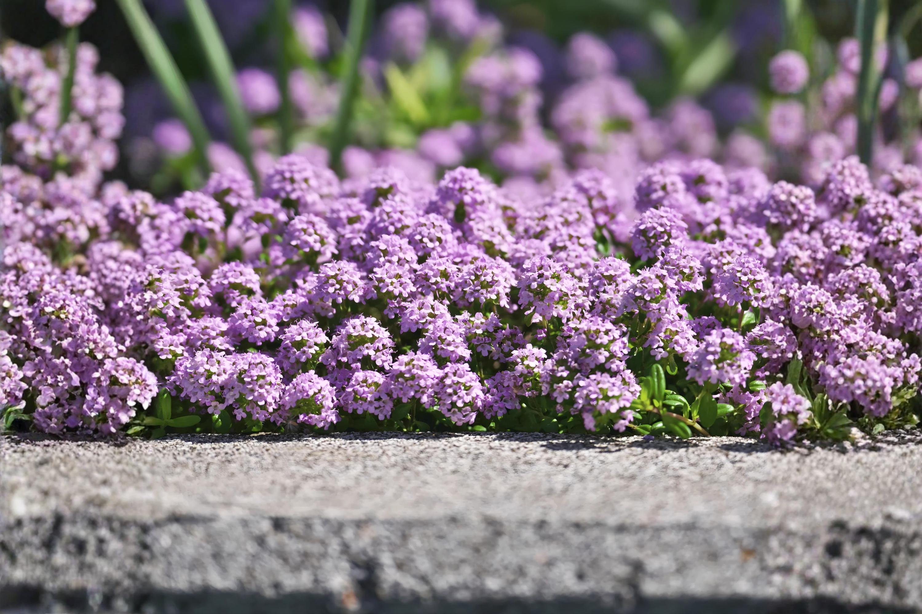 Tussock Bellflower Seeds – Campanula carpatica Blue Perennial for Rock Gardens, Borders & Containers, Summer Blooming Flower Seeds
