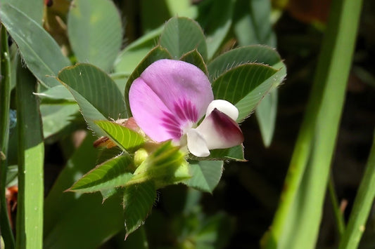 American Bugleweed Seeds (Lycopus americanus) – Native Wetland Plant for Rain Gardens & Pollinator Habitats