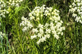 Picta Tickseed Seeds (Coreopsis nuecensis) - Bright Native Wildflower for Borders, Wildflower Gardens & Xeriscaping
