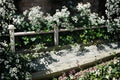 Rose of Sharon Seeds | Hibiscus syriacus | Ornamental Shrub with Large Pink, Purple, White Blooms | Easy to Grow