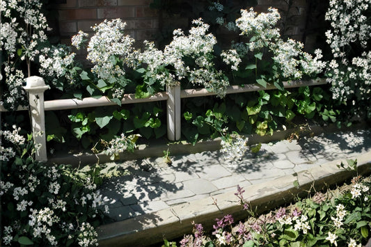 Rose of Sharon Seeds | Hibiscus syriacus | Ornamental Shrub with Large Pink, Purple, White Blooms | Easy to Grow