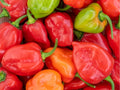 Caribbean Red Habanero Seeds – 25 Count, Hot Pepper Variety, Capsicum chinense, Small Red Fruits for Hot Sauces