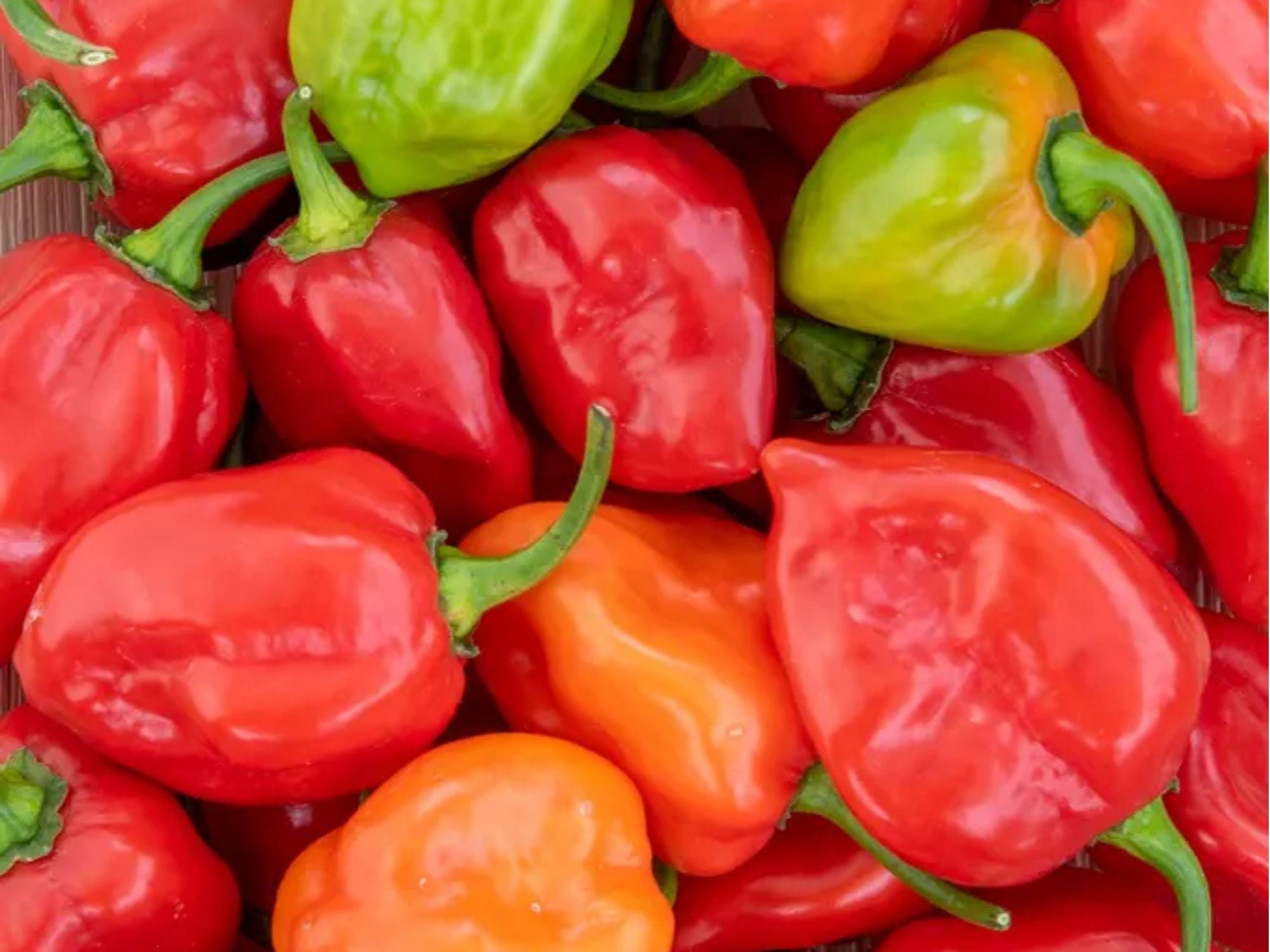 Caribbean Red Habanero Seeds – 25 Count, Hot Pepper Variety, Capsicum chinense, Small Red Fruits for Hot Sauces