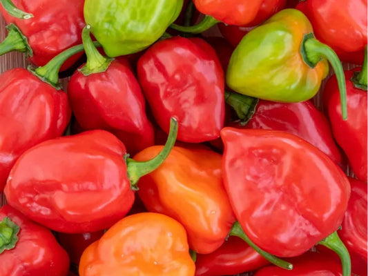 Caribbean Red Habanero Seeds – 25 Count, Hot Pepper Variety, Capsicum chinense, Small Red Fruits for Hot Sauces