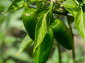 Sonora Pepper Seeds – 25 Non-GMO Chili Seeds for Mild Heat, Cooking & Roasting – Capsicum annuum
