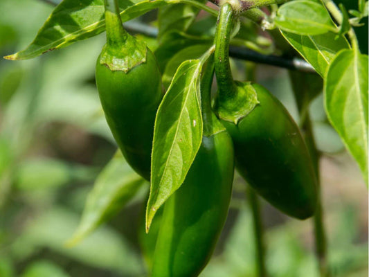Sonora Pepper Seeds – 25 Non-GMO Chili Seeds for Mild Heat, Cooking & Roasting – Capsicum annuum