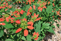 Fire on the Mountain Seeds, Euphorbia cyathophora, Variegated Foliage, Red and White Bracts, Annual Flower Seeds