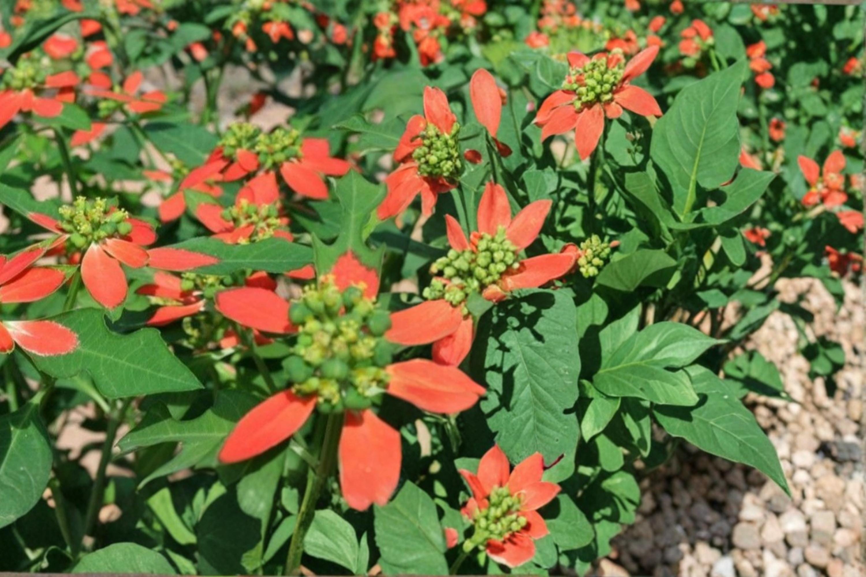 Fire on the Mountain Seeds, Euphorbia cyathophora, Variegated Foliage, Red and White Bracts, Annual Flower Seeds