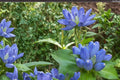 Bottle Gentian Seeds – Gentiana andrewsii, Native Perennial with Deep Blue Bottle-Shaped Flowers, 100 Seeds