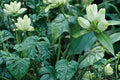 Cream Gentian Seeds – Gentiana flavida, Pale Yellow to Cream Bottle-Shaped Flowers, Native Perennial for Meadows & Woodland Edges