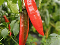 Barker Chili Pepper Seeds – 25 Non-GMO Green to Red Capsicum annuum for Roasting and Cooking