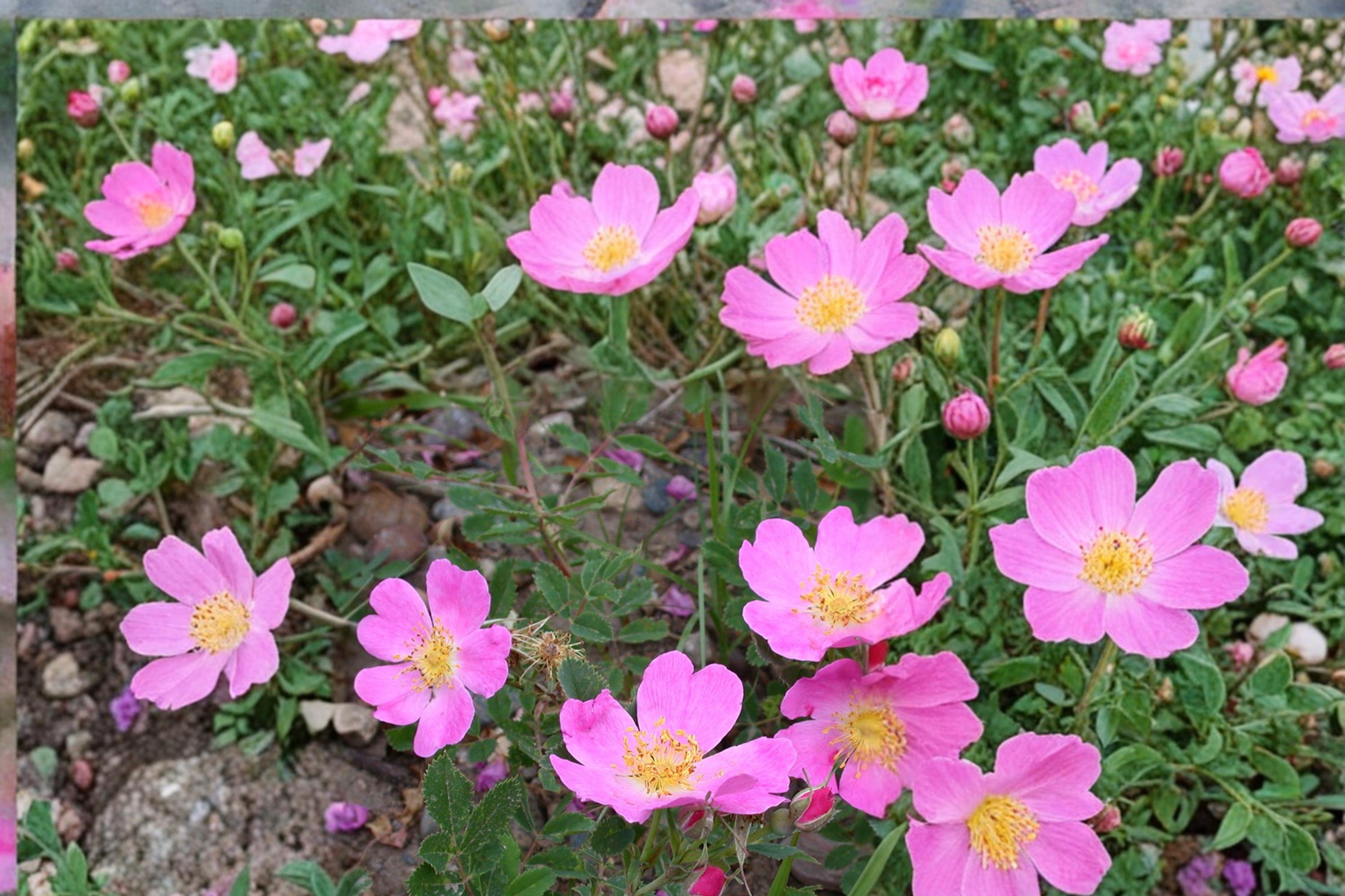 Prairie Wild Rose Seeds Rosa arkansana Deciduous Pink Flowering Shrub for Landscaping & Natural Gardens