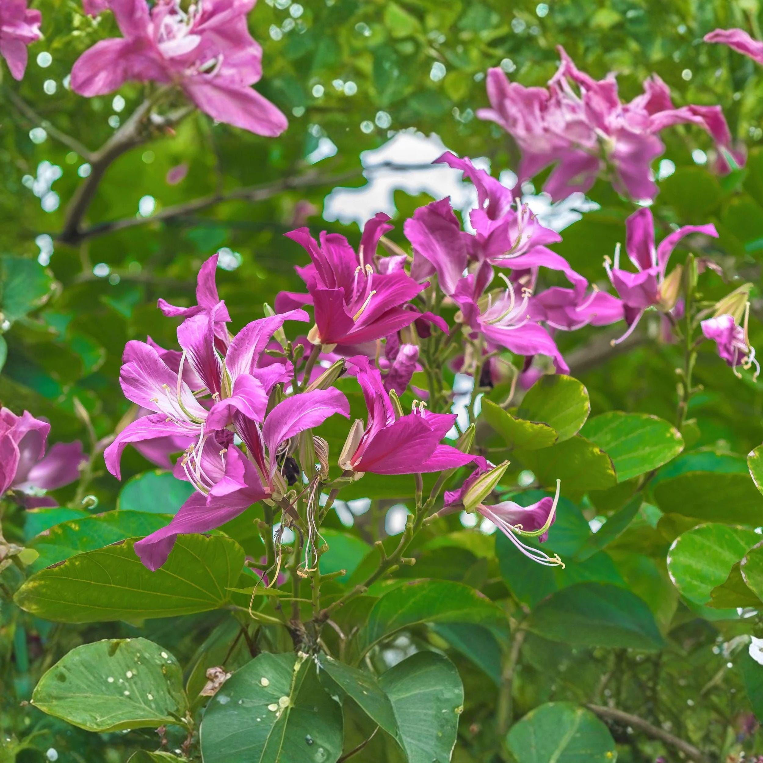 Fireweed Seeds – Pink Purple Perennial Wildflower for Pollinator Gardens – Chamaenerion angustifolium, 500 Seeds
