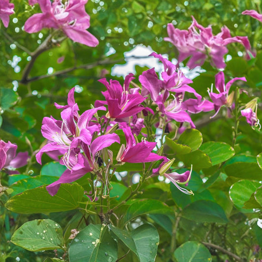 Fireweed Seeds – Pink Purple Perennial Wildflower for Pollinator Gardens – Chamaenerion angustifolium, 500 Seeds