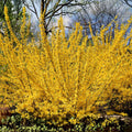 Alisma Triviale Seeds - Large-Flowered Water Plantain - Aquatic Pond Plant - 100 Pack