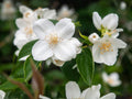 Hibiscus paramutabilis Seeds – Confederate Rose, Everblooming Hardy Mallow Shrub, Ornamental Flowering Plant, 10 Seeds