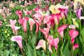Mixed Calla Lily Bulbs – Zantedeschia, Trumpet-Shaped Flowers, Perennial Garden Bulb for Borders & Containers