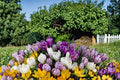 Large Crocus Mix Bulbs – Early Spring Flowering, Perennial, Multi-Color Crocus (Crocus)