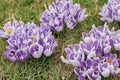 Pickwick Crocus Bulbs – 25 Pack, Early Spring Blooming, Purple & White Striped Crocus, Perennial Flower Bulb for Garden Beds & Borders