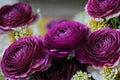 Purple Ranunculus Bulbs – Perennial Flowering Bulb for Garden Beds & Containers – Ranunculus asiaticus