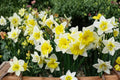 Prom Dance Daffodil Bulbs – Narcissus, Double Flower, Yellow & Orange, Perennial Spring Blooming Plant, Garden Bulb
