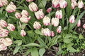Flaming Flag Tulip Bulbs – 10 Pack – Purple and White Spring Flowering Tulipa Perennial Bulb for Garden Beds & Containers