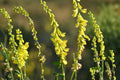 Old Field Goldenrod Seeds (Solidago nemoralis) Native Wildflower for Pollinators, Drought Tolerant, Prairie & Naturalized Gardens