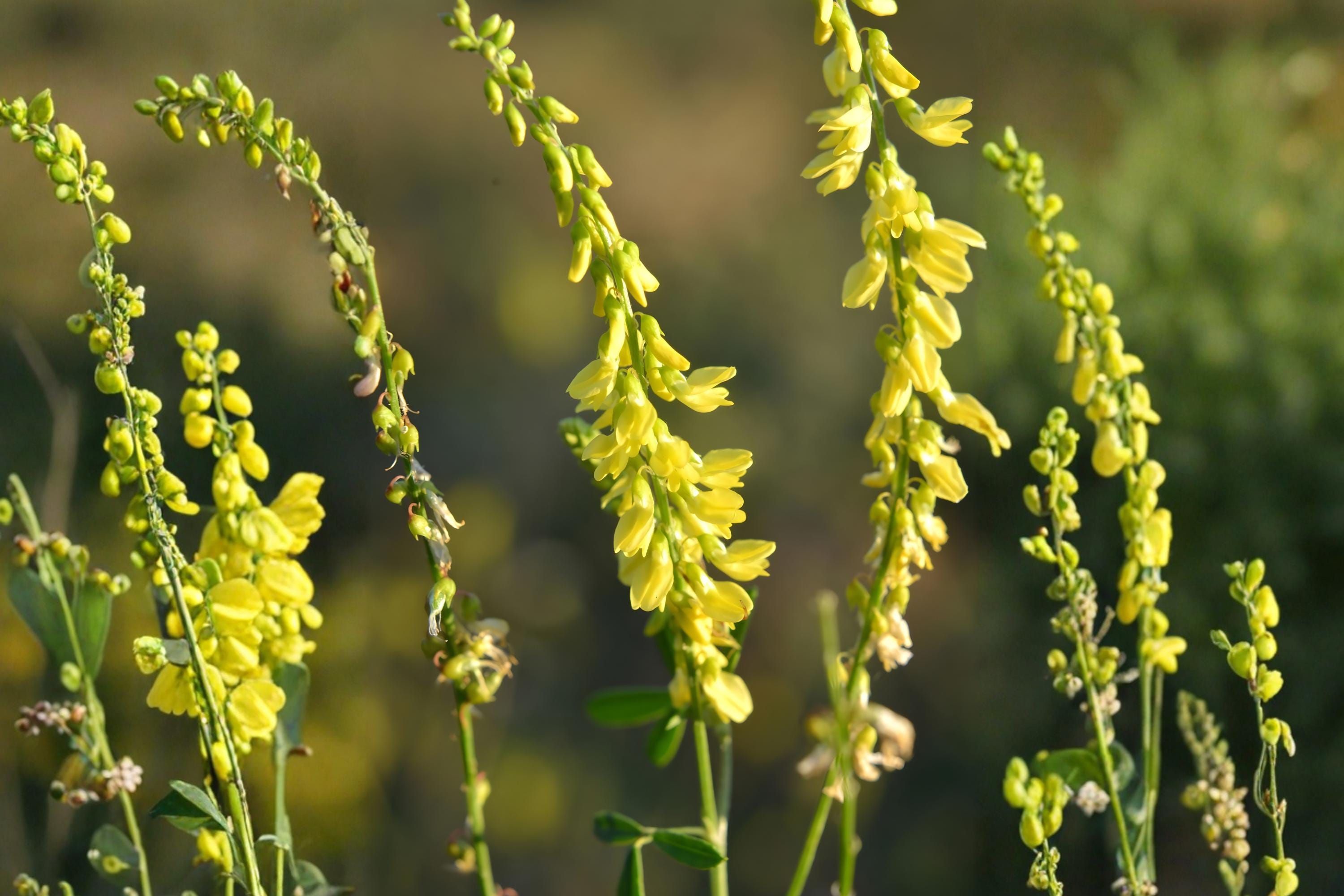 Old Field Goldenrod Seeds (Solidago nemoralis) Native Wildflower for Pollinators, Drought Tolerant, Prairie & Naturalized Gardens
